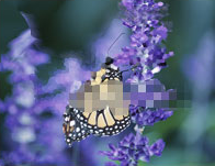 Screen with pixelated video